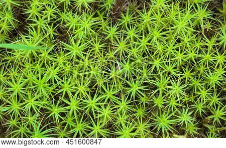 Top View Of Green Moss Sphagnum With Star Shaped Leaves