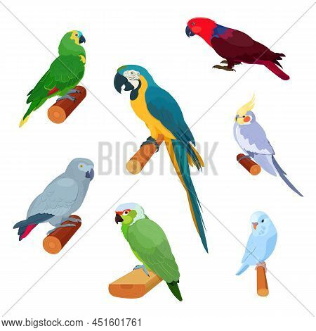 Realistic Tropical Parrots Sitting On Branches. African Grey Parrot, Macaw, Cockatiel, Parakeet, Ecl