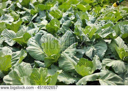 Cabbage Grow In The Garden. Agriculture. Healthy And Healthy Food For Humans. The Cultivation Of Cab