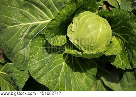 Cabbage Grow In The Garden. Agriculture. Healthy And Healthy Food For Humans. The Cultivation Of Cab
