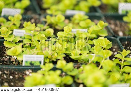 Abstract Of Creeping Jenny, Lysimachia Nummularia, Ground Cover Plant Growing In Pots In A Nursery. 