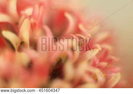 Colorful Macro Photography Of Crassula Pyramidalis Buddha Temple Plant In Bloom