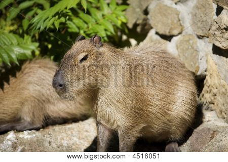 Capibara