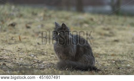 Homeles Cat Is Looking For Shelter. Abandoned Animal, Street Cat. The Cat Is Waiting For New Owners.