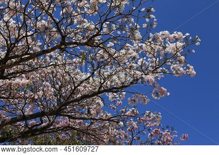 Pink Poui (tabebuia Rosea), Tropical Tree In Blossom, Background