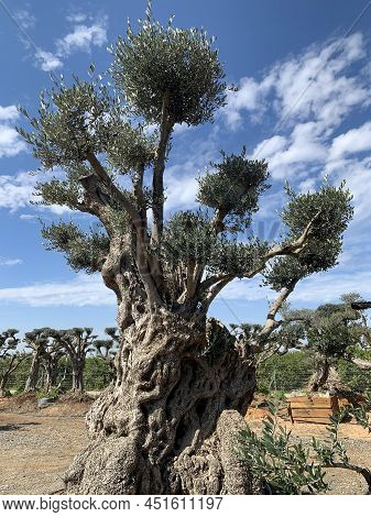 Old Bizarre Olive Trees In The Zimrat Moshav In Southern Israel