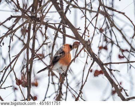 Bullfinch Sits On A Branch And Eats Small Red Apples. Bullfinch Bird Eats Berry On A Tree Branch. Bu