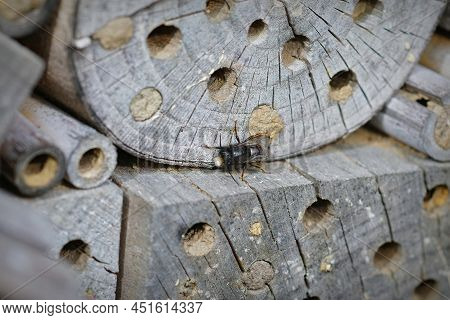 Closeup On A Worn Almost Hairless Male European Orchard Horned Mason Be, Osmia Cornuta Sitting At Th