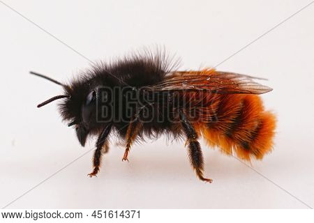 Closeup On A Colorful Orange Female European Orchard Mason Bee, Osmia Cornuta Isolated On A White Ba