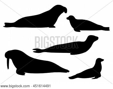 Set Of Silhouettes Of Pinnipeds. Vector Illustration Of Black Silhouette Of Sea Lion, Leopard, Eleph