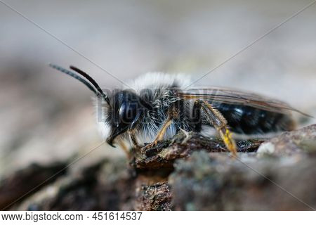 Detailed Closeup On A White Hairy Male Of The Grey-backed Mining Bee, Andrena Vaga, Sitting On The S