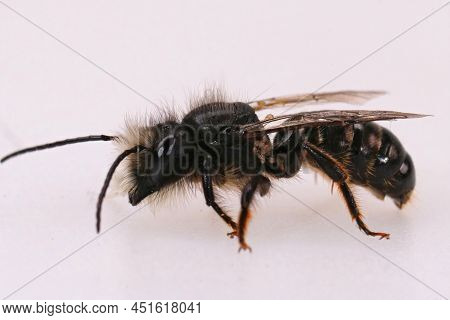 Closeup On A Worn, Almost Hairless Male European Orchard Horned Mason Bee, Osmia Cornuta, Isolated O