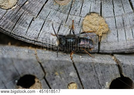 Closeup On A Worn Almost Hairless Male European Orchard Horned Mason Be, Osmia Cornuta Sitting At Th
