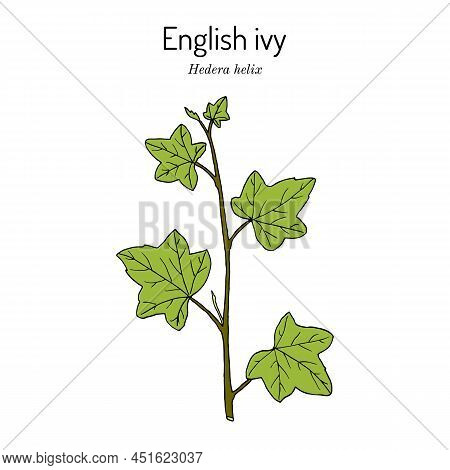 English Ivy Hedera Helix , Ornamental And Medicinal Plant. Hand Drawn Botanical Vector Illustration
