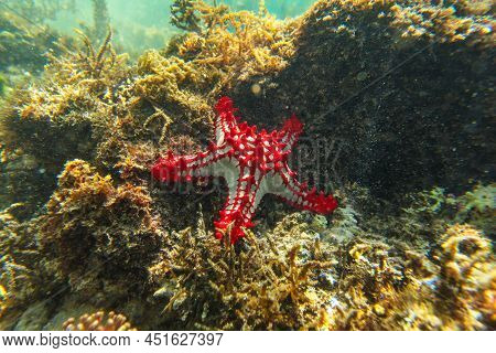 Sun Shines On African Red-knobbed Starfish Protoreaster Linckii In Shallow Sea - Anakao, Madagascar