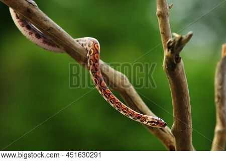 The Rainbow Boa (epicrates Cenchria Cenchria) Hanging From The Branch. A Hanging Jungle Snake From B
