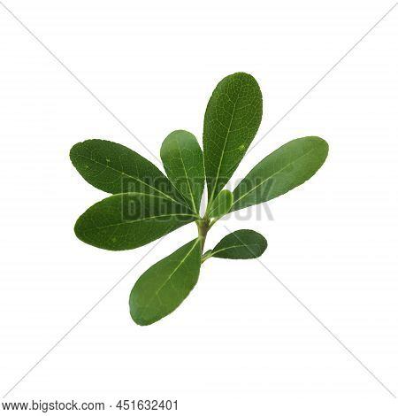 Vector Sprig Of Boxwood With Green Leaves.