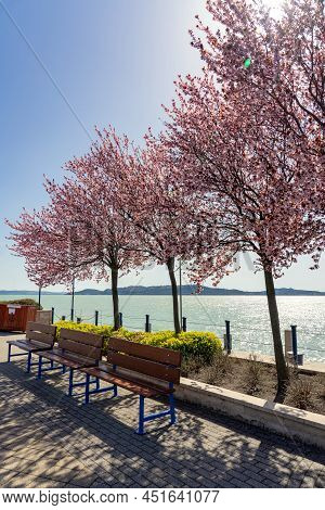 Beautiful Blooming Pink Trees Next To Lake Balaton On Balatonfured Pier With Benches Spring Vacation