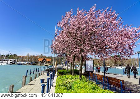 Balatonfured Pier At Spring Time With Blooming Tree And Tourist People