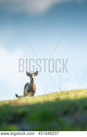 A Herd Of Hog Deer Grazes On The Grassland On The Hill, Clouds, And Blue Sky In The Background. Phuk