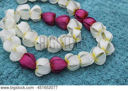Beautiful Garland Made With Fresh Flowers Of White Champa And Red Champa Or Frangipani Flowers. Hand