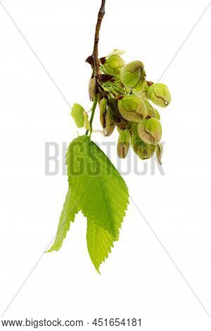 Elm Tree Leaf Isolated On White Background