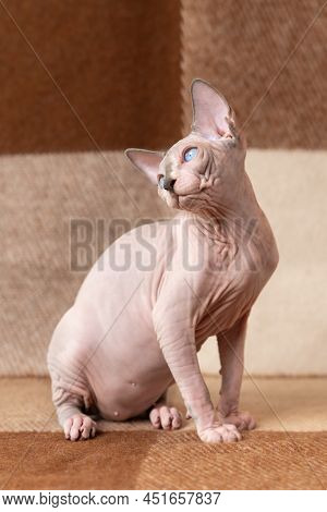 Luxury Canadian Sphinx Male Kitten Sits At Cashmere Plaid Brown And Beige Blanket And Poses, Showing