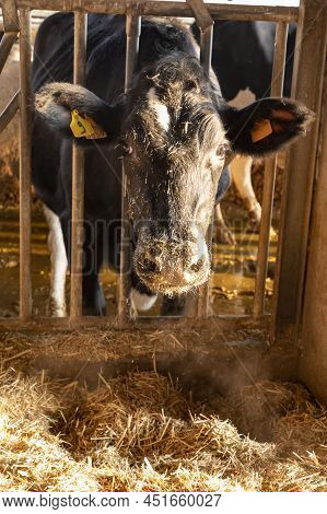 Sunny Morning On Parmesan Parmiggiano-reggiano Cheese Production Farm In Parma, Cows Is Eating And W
