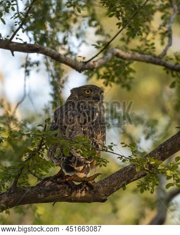 Brown Fish Owl Or Bubo Zeylonensis Or Ketupa Zeylonensis A Large Owl Species Perched On Tree With Fr