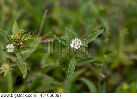 Closeup Of False Daisy Or Bhringraj Flower On Its Plant With Selective Focus, Also Known As Eclipta 
