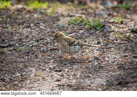 The Common Finch Female, Fringilla Coelebs, Sits On The Ground In Spring. Beautiful Forest Bird Comm