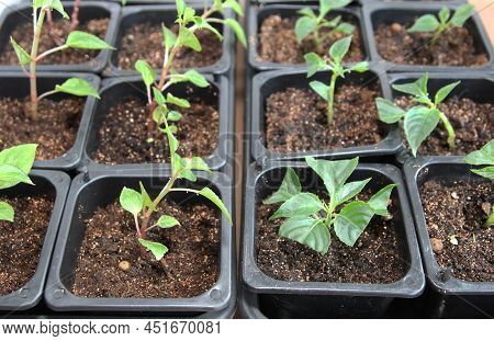Propagation Of Plants By Cuttings. Balsam Walterra. Impatiens. Roots. Rooting. Seedlings.