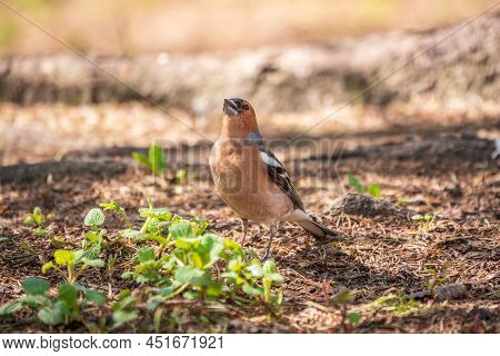 Common Chaffinch, Fringilla Coelebs, Sits On The Ground In Spring. Common Chaffinch In Wildlife.