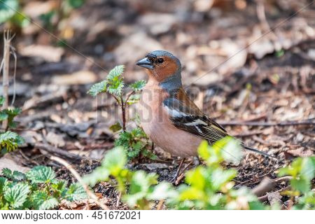 Common Chaffinch, Fringilla Coelebs, Sits On The Ground In Spring. Common Chaffinch In Wildlife.