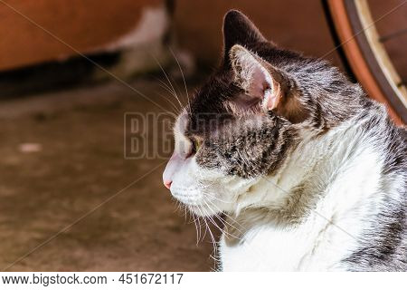 Portrait Of A Pet, Gray And White Cats Lit By The Morning Sun On The Terrace.