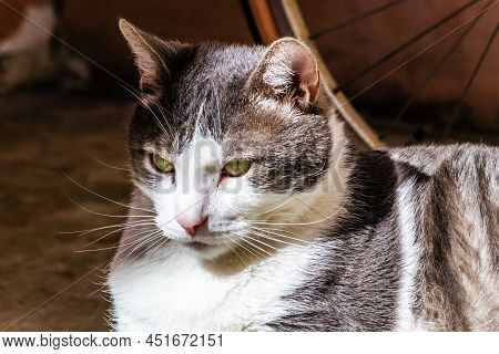 Portrait Of A Gray And White Cat Illuminated By The Sun.