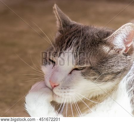 Portrait Of A Pet, Gray And White Cats Lit By The Morning Sun On The Terrace.