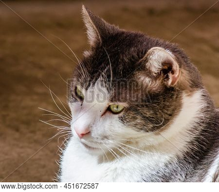 Portrait Of A Gray And White Cat Illuminated By The Sun.