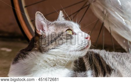 Portrait Of A Gray And White Cat Illuminated By The Sun.