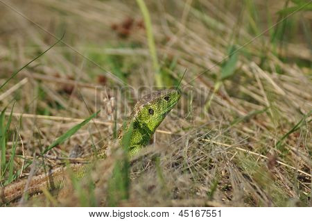 Lucertola verde