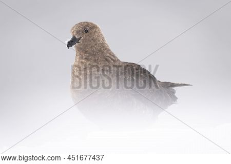 Brown Skua Standing With Snow Hiding Feet