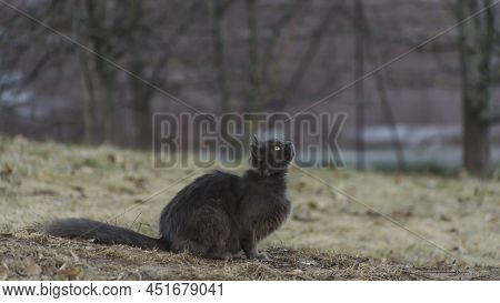 Homeles Cat Is Looking For Shelter. Abandoned Animal, Street Cat. The Cat Is Waiting For New Owners.