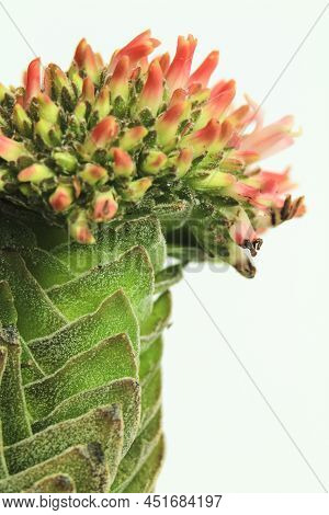 Colorful Macro Photography Of Crassula Pyramidalis Buddha Temple Plant In Bloom