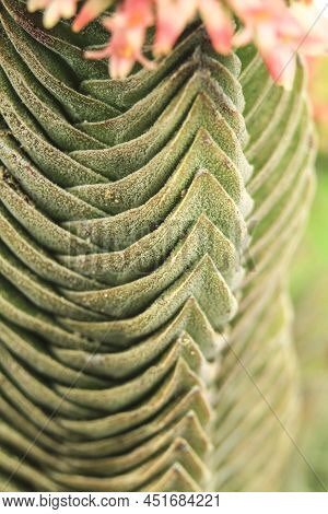 Colorful Macro Photography Of Crassula Pyramidalis Buddha Temple Plant