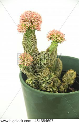 Colorful Macro Photography Of Potted Crassula Pyramidalis Buddha Temple Plant In Bloom On White Back
