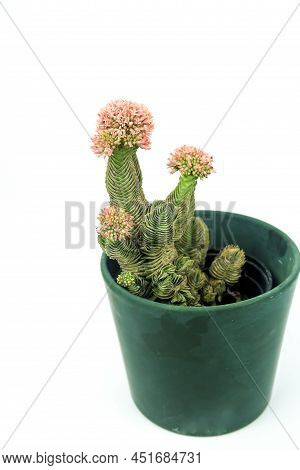 Colorful Macro Photography Of Potted Crassula Pyramidalis Buddha Temple Plant In Bloom On White Back