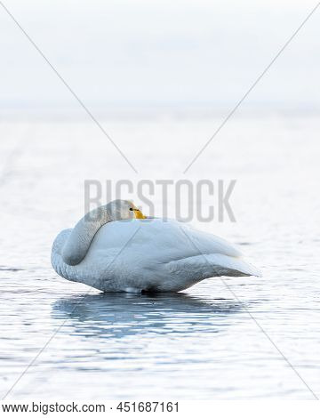 Sibilant Swan On The Water Close-up In Early Spring