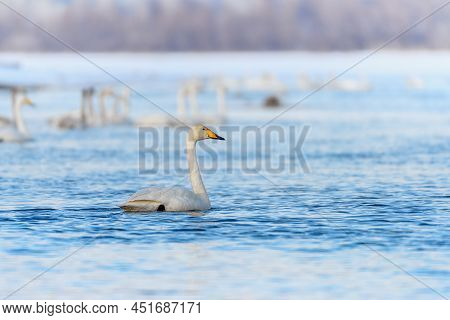 Sibilant Swan On The Water Close-up In Early Spring