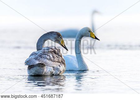 Sibilant Swan On The Water Close-up In Early Spring