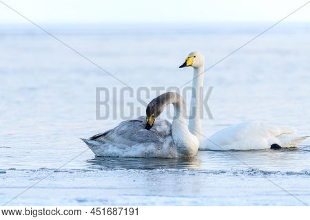 Sibilant Swan On The Water Close-up In Early Spring